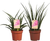 Kamerplanten van Botanicly – 2 × Vrouwentongen – Hoogte: 40 cm – Sansevieria Fernwood duo