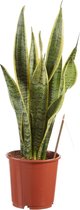 Kamerplant van Botanicly – Vrouwentongen – Hoogte: 50 cm – Sansevieria trif. Laurentii