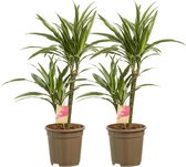 Kamerplanten van Botanicly – 2 × Drakenboom – Hoogte: 60 cm, 2 takken – Dracaena derem. Warneckei