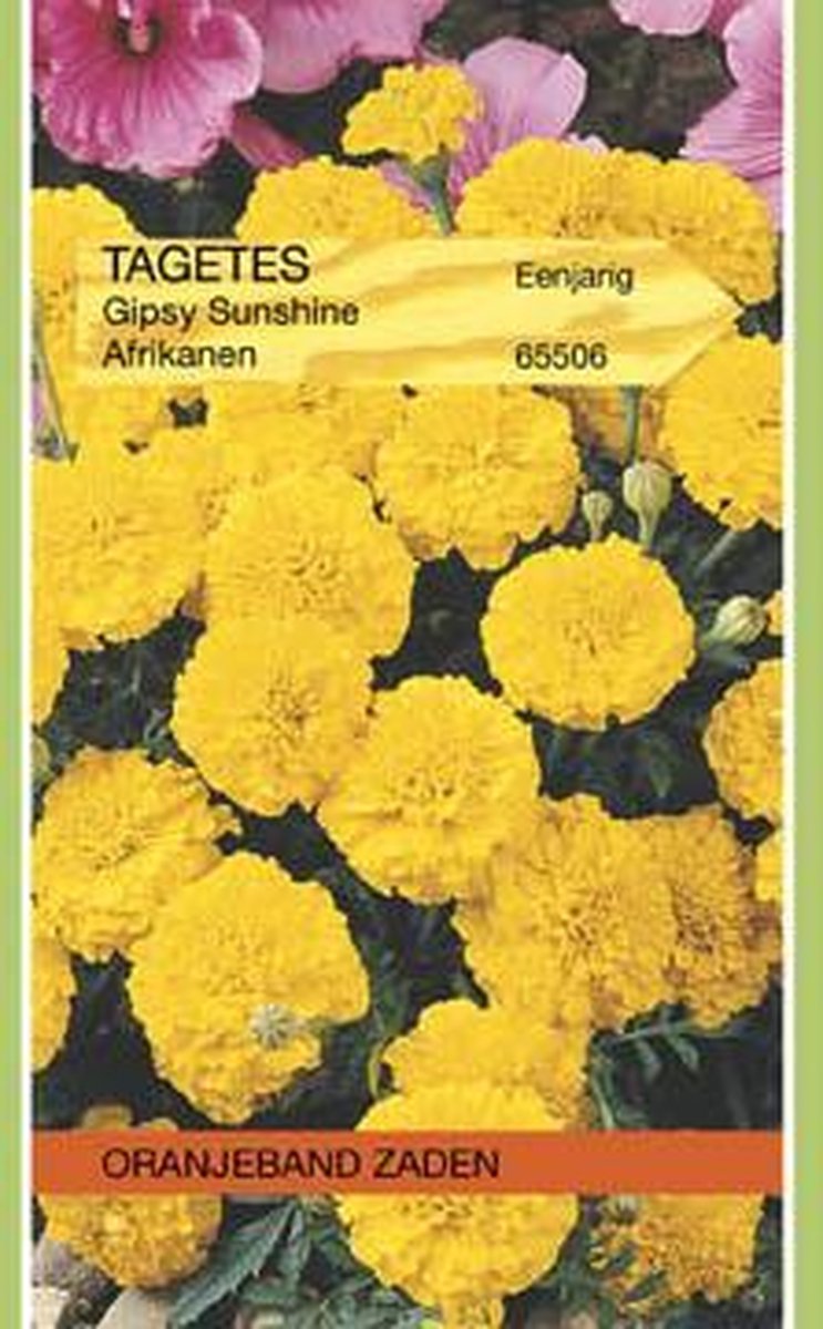 Oranjebandzaden -  Tagetes, Afrikaan Gypsy Sunshine