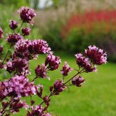 6 x Origanum Laevigatum 'Herrenhausen' - Marjolein - P9 pot(9x9cm)