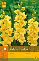 10 Gladiolus Nova Lux