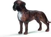 Mannelijke Boxer