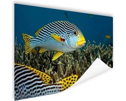Poster Vis - Bodem - Zee - 180x120 cm XXL