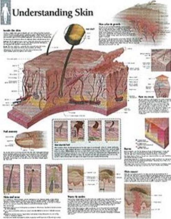 Foto: Understanding skin laminated poster