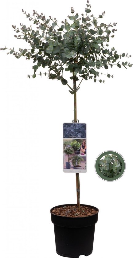 Ga trouwen toegang helling Eucalyptus op stam - Eucalyptus Gunnii (Cidergomboom) - Totale hoogte 85cm  | bol.com
