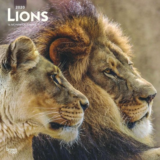 Lions Kalender 2020 | bol