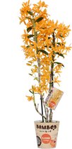 Orchidee van Botanicly – Bamboe Orchidee – Hoogte: 50 cm, 2 takken, oranje bloemen – Dendrobium nobile Firebird