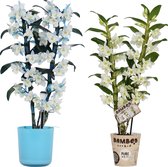 Orchideeën van Botanicly – 2 × Bamboe Orchidee incl. sierpot blauw als set – Hoogte: 50 cm, 2 takken, Paars-witte bloemen – Dendrobium Nobilé