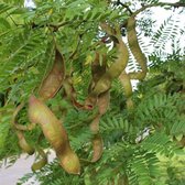 GLEDITSIA TRIACANTHOS INERMIS - Valse Christusdoorn - stamomtrek 14-16 cm pot