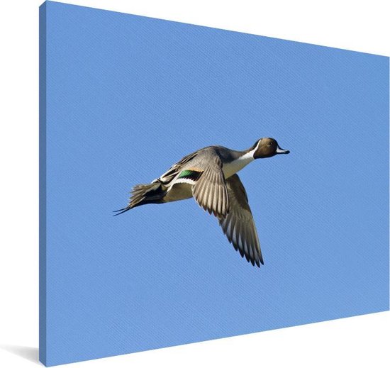 Canard pilet en vol sur toile 120x80 cm - Tirage photo sur toile (Décoration murale salon / chambre)