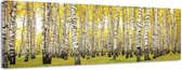 Berkenbos - Canvas Schilderij Panorama 158 x 46 cm