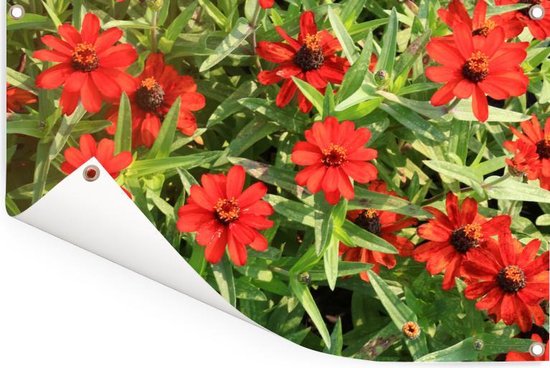 Affiche de jardin Fleurs de zinnia rouge pendant un après-midi ensoleillé 120x80 cm - Toile de jardin / Toile d'extérieur / Peintures pour l'extérieur (décoration de jardin)