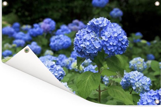tiener corruptie hoofdzakelijk Tuinposters buiten Blauwe hortensia bloemen - 90x60 cm | bol.com
