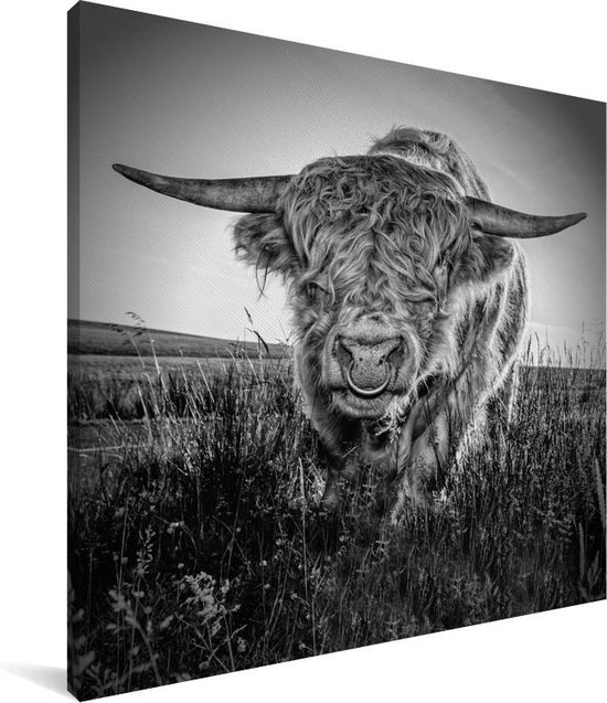 bol.com | Zwart wit afbeelding van een Schotse hooglander Canvas 50x50 cm -  Foto print op Canvas...