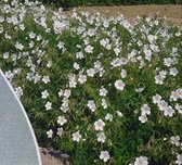 5 stuks Geranium clarkei Kashmir White