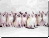Snowshoe Kittens muismat