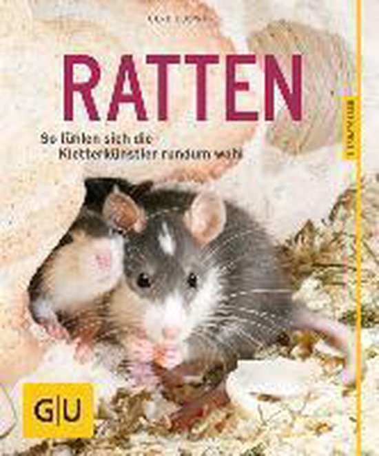 Twee ratten, één met grijze en witte vacht, knagen aan voedsel.