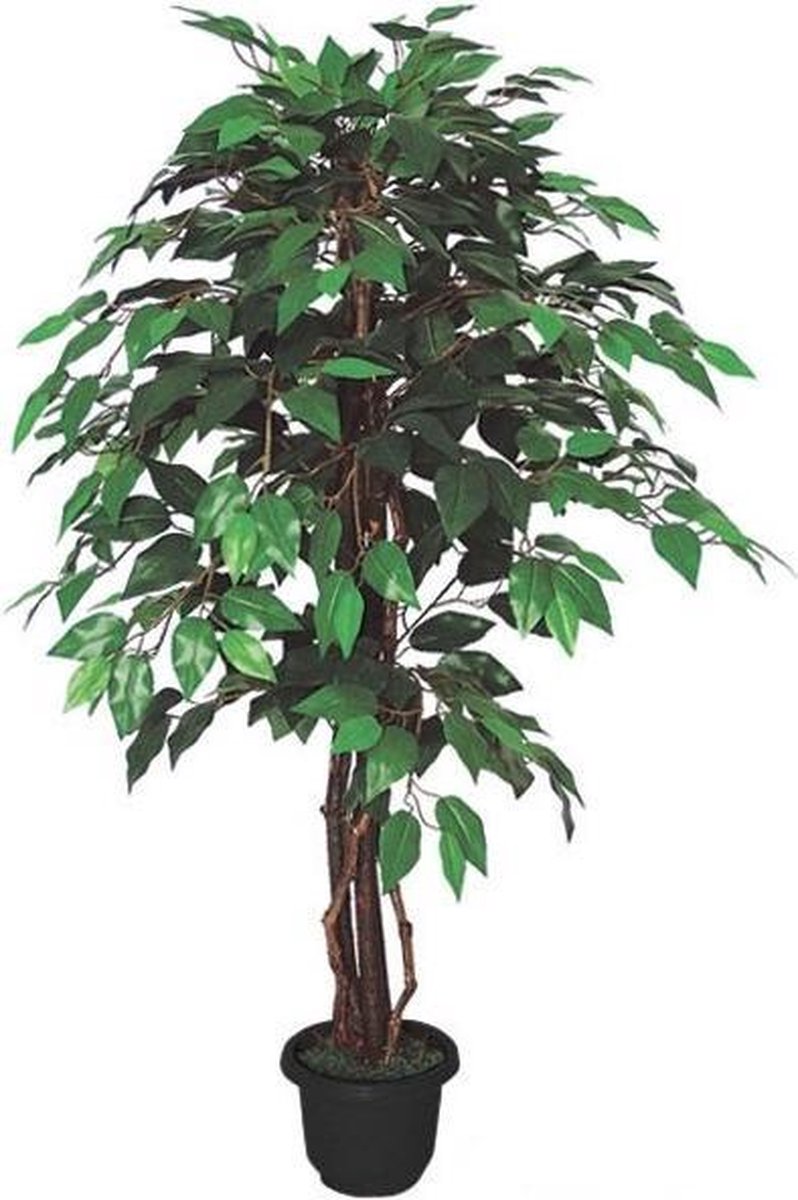 Ficus Benjamin 110 cm