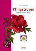 Pfingstrosen