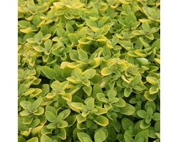 6 x Origanum Vulgare 'Thumble's Variety' - Marjolein pot 9x9cm - Compacte groei, aromatisch blad