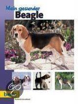 Mein gesunder Beagle