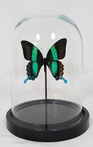1 opgezette papilio Blumei vlinder in glazen stolp.