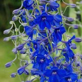 6 x Delphinium 'Voelkerfrieden' - Ridderspoor Pot 9x9 cm - Blauwe Hoge Bloemen