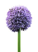 Europalms Alliumspray, lavendel, 55cm