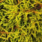 Thuja Occidentalis 'Golden Tuffet' - Levensboom 20-25  cm pot