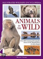 Animals In The Wild