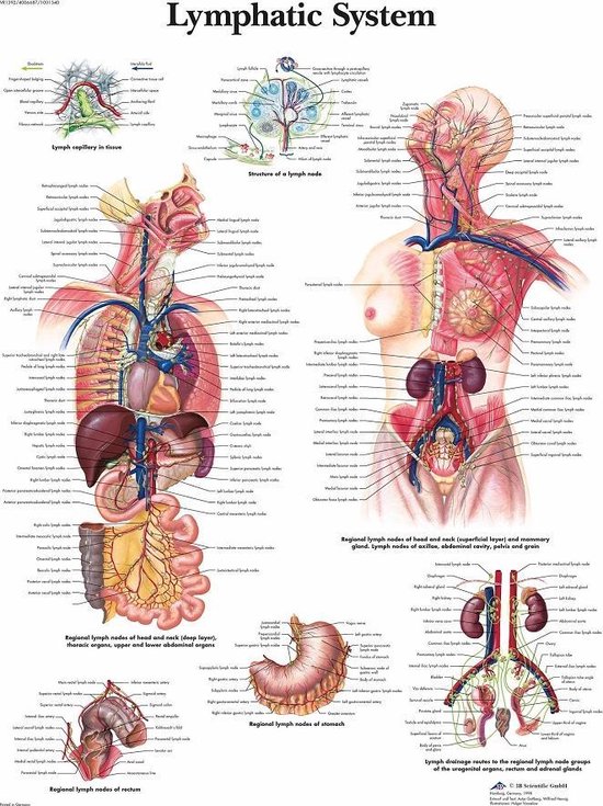 Het menselijk lichaam poster - Lymfe (gelamineerd, 50x67 cm)