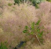 Cotinus Coggygria 'Young Lady' - Pruikenboom 40-60 cm pot