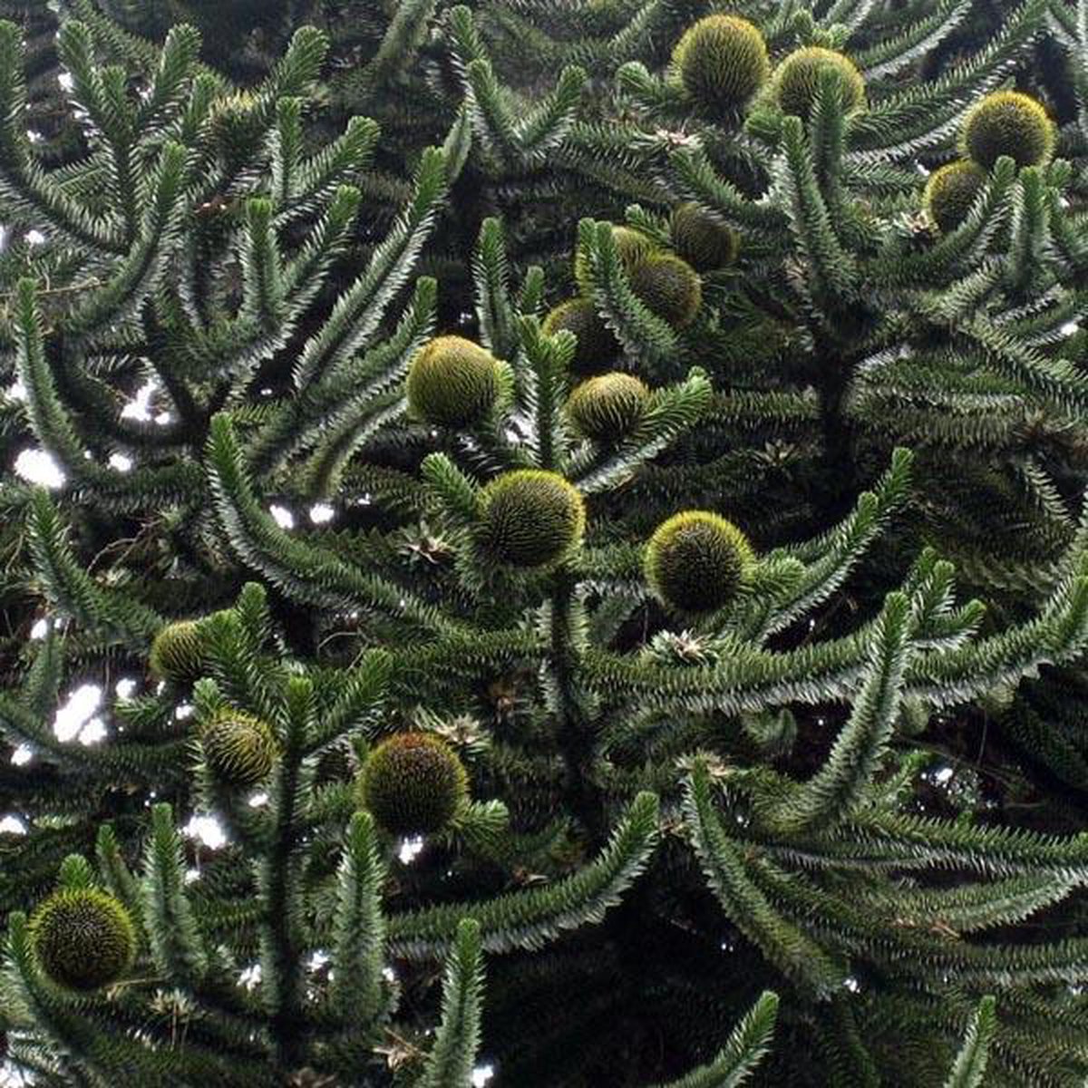 Araucaria Araucana D sespoir Des Singes 20 25 Cm Pot Bol araucaria-araucana-d-sespoir-des-singes-20-25-cm-pot-bol