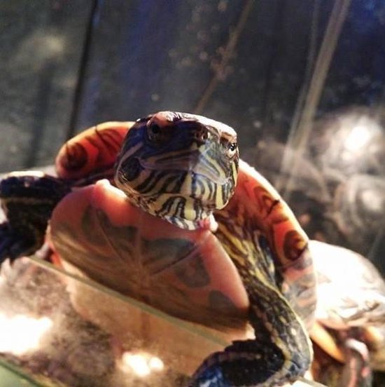Schildpaddenvoer Mix - Voor Waterschildpadden - 1L - Merkloos