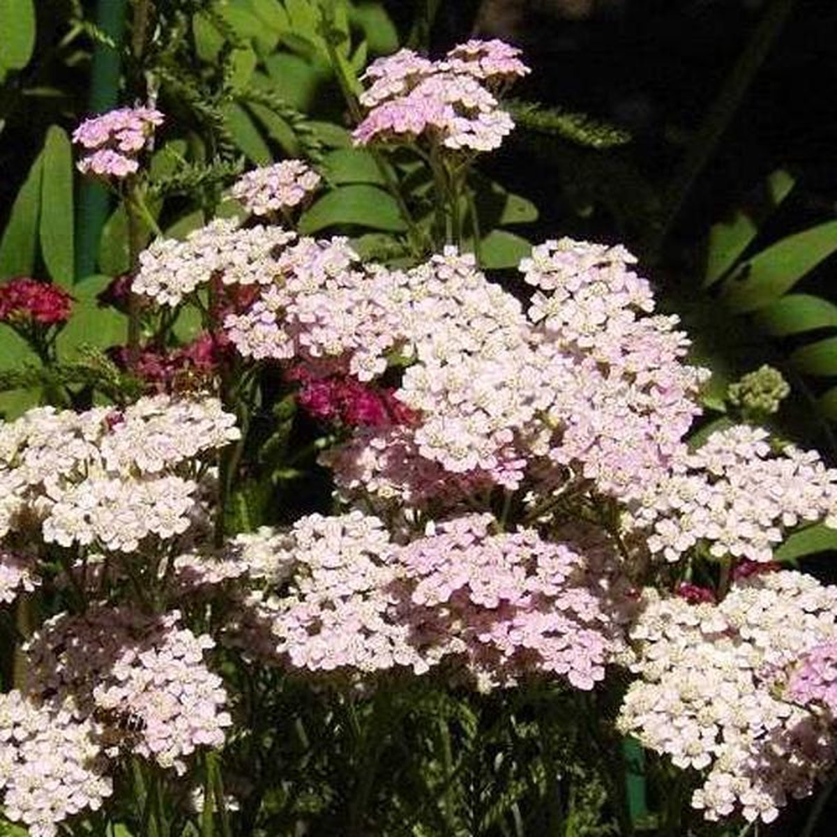 6 x Achillea Milleofolium 'Cerise Queen' - Duizendblad pot 9x9cm
