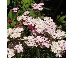 6 x Achillea Milleofolium 'Cerise Queen' - Duizendblad pot 9x9cm