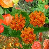 Borderpakket Oranje 5 m² - 36 vaste planten: Oranje bloeiende plantenmix