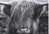 foto poster Schotse Hooglander, zwart wit - A4 - dierenposter