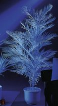 Europalms Kentia palm,Blacklight-wit, 90cm