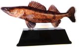 Vistrofee Real Fish Snoekbaars 20 cm - Prijs Snoekbaarswedstrijd Beker Viswedstrijd Snoekbaars