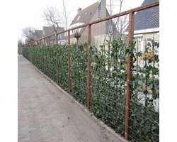 Hedera Hibernica 75/100cm (Klimop) - Klimplant  - Groen - Groenblijvend/Wintergroen voor 100% privacy haag