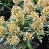 Skimmia Japonica 'Godrie's Dwarf' - Skimmia - 20-25 cm pot: Compacte struik met donkergroene bladeren en rode bessen.