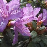 Rhododendron 'Blue Tit' - 20-30 cm in pot: Compacte struik met blauwachtige paarse bloemen.