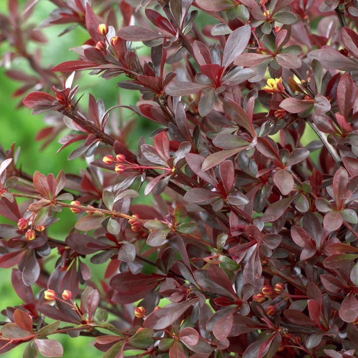 Berberis Thunbergii 'Red Chief' - Zuurbes 40-50 cm in pot