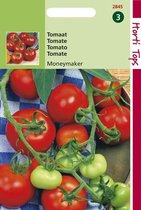 Hortitops Zaden - Tomaten Moneymaker