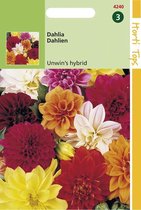 Graines Hortitops - Dahlia Variabilis Unwin'S Hybrid Mixed