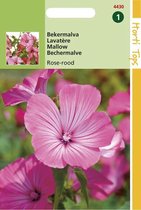 Hortitops Zaden - Lavatera Trimestris Rose/Rood