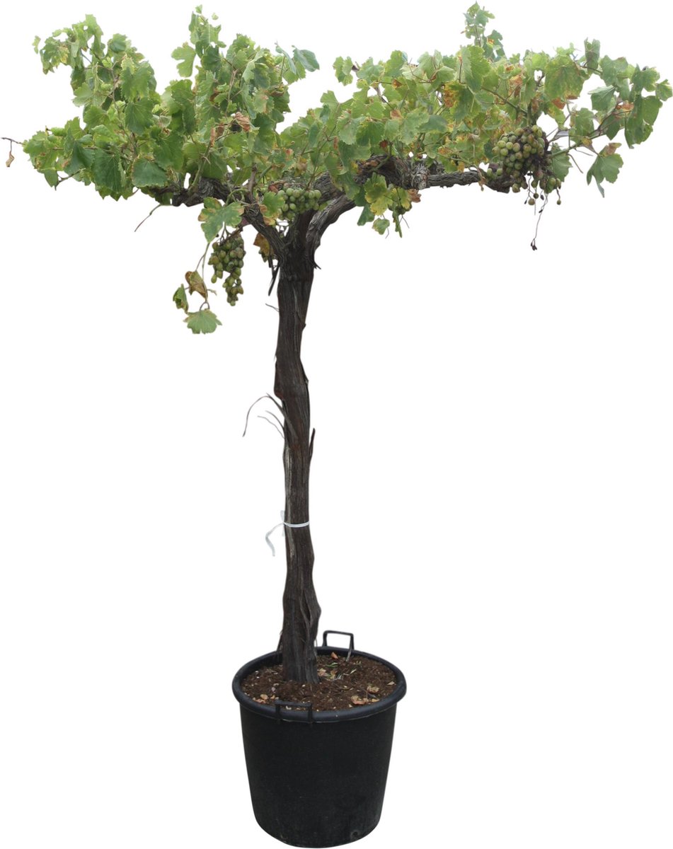 Oude Druif Op Hoge Stam 260cm Vitis Vinifera Bol