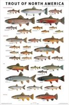 The Trout of North America